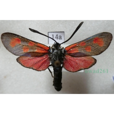 Zygaena loti (Denis & Schiffermüller, 1775) Kraśnik rogalik Spain14a